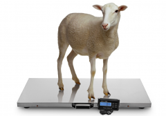 CRS-3115-150kg 150kg/0.05kg Stainless Steel Electronic Scale for Sheep Pet Animal Dog Blue Backlight LCD Display